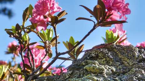 Blossom hike - alpine bush blossom in the Seetal Alps